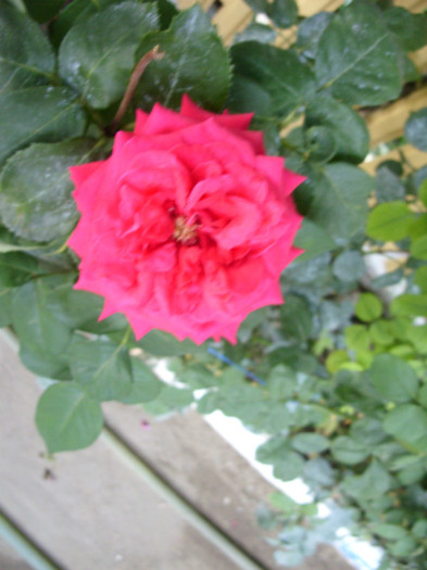 SDC14040 - 20 august