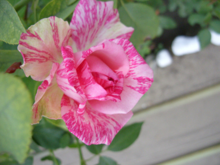 SDC14043 - 20 august