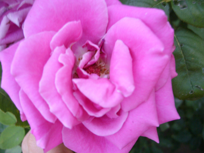 SDC14044 - 20 august