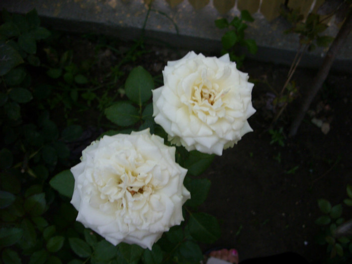 SDC14045 - 20 august