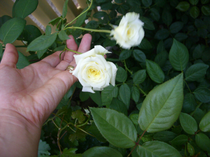 SDC14047 - 20 august