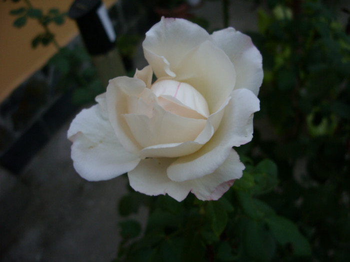 SDC14049 - 20 august