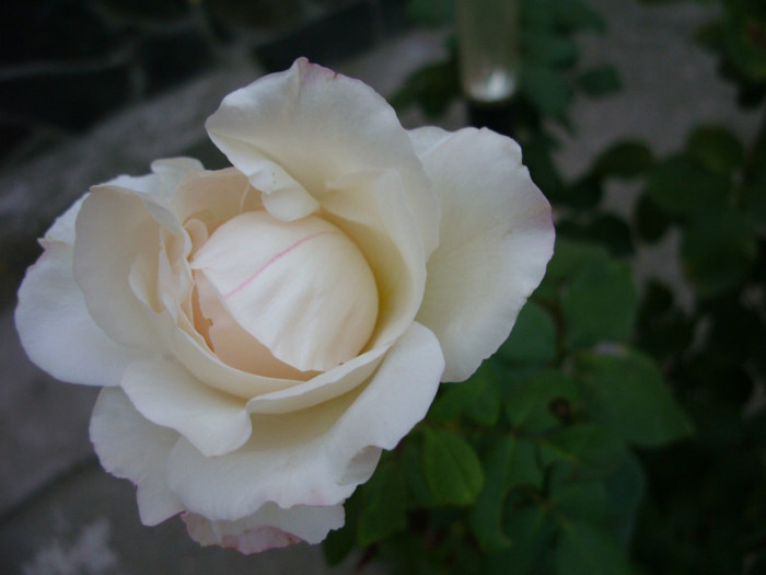 SDC14050 - 20 august