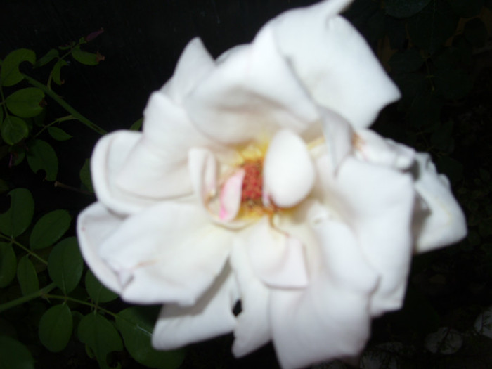 SDC14057 - 20 august