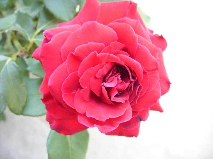 SDC14061 - 20 august