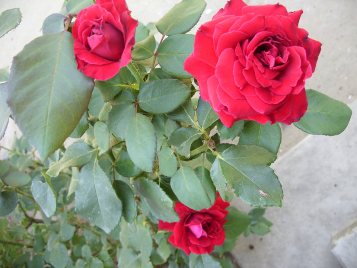 SDC14064 - 20 august