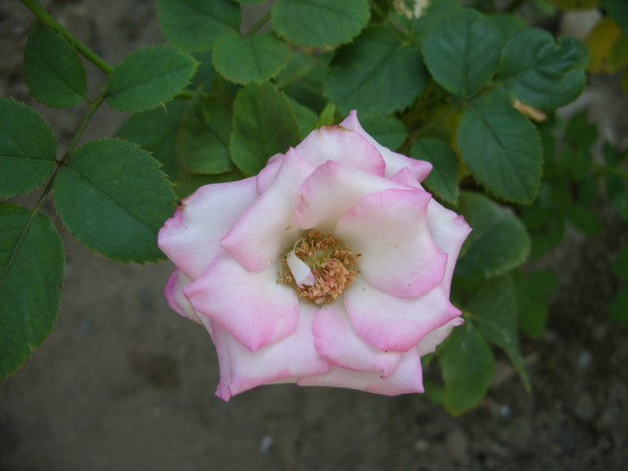 SDC14065 - 20 august