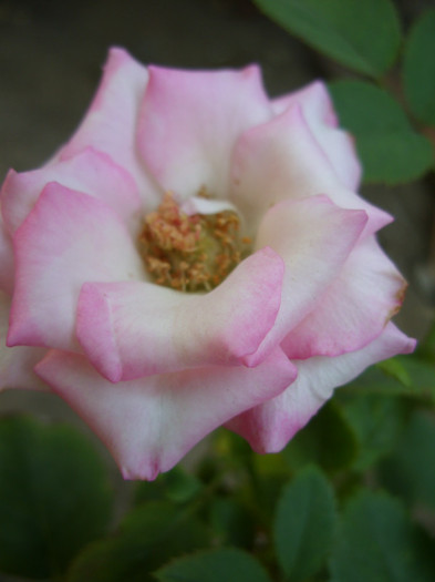 SDC14067 - 20 august