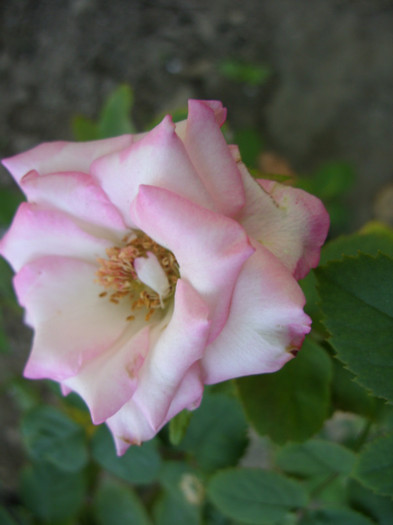 SDC14069 - 20 august