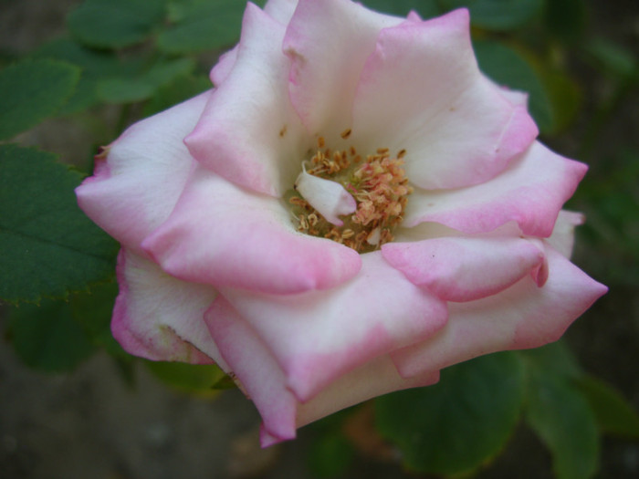 SDC14070 - 20 august
