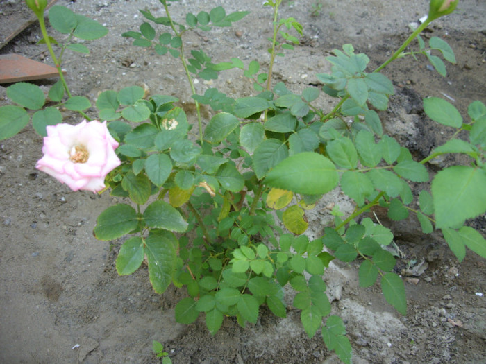 SDC14071 - 20 august