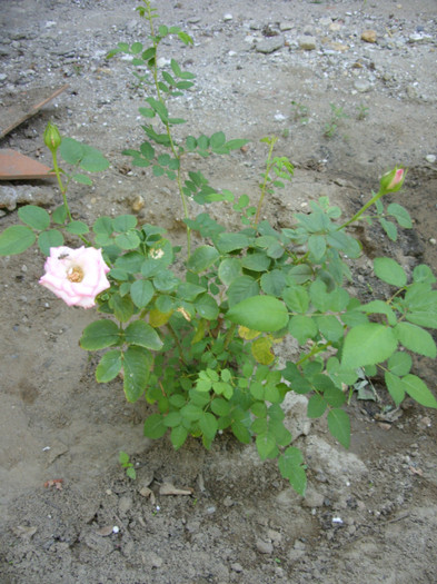 SDC14072 - 20 august