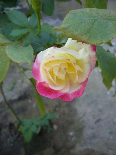 SDC14073 - 20 august