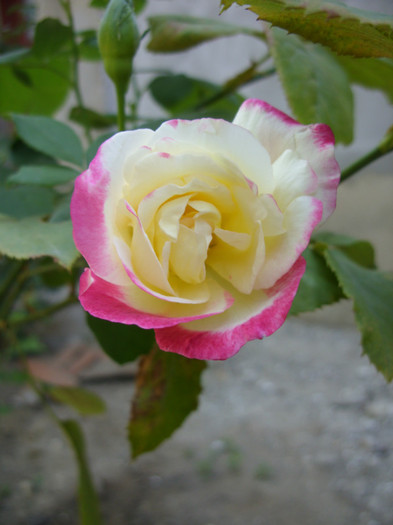 SDC14075 - 20 august