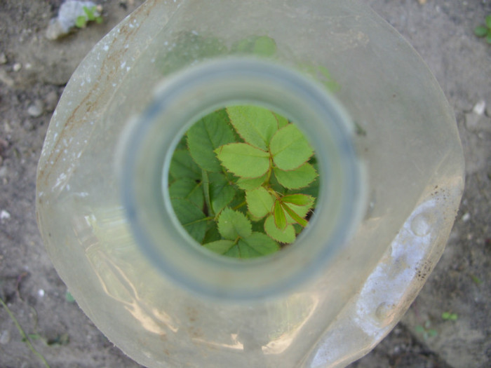 SDC14080 - 20 august