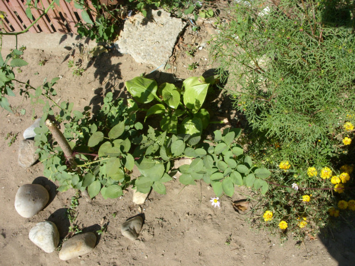 SDC14082 - 20 august