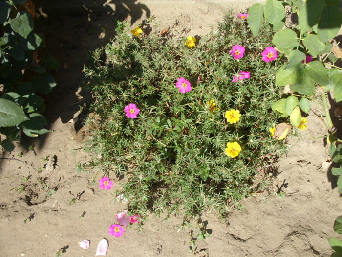 SDC14083 - 20 august