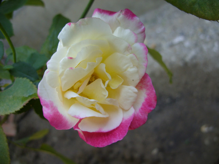 SDC14084 - 20 august