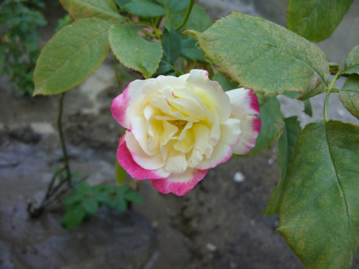 SDC14085 - 20 august