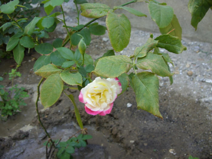 SDC14086 - 20 august