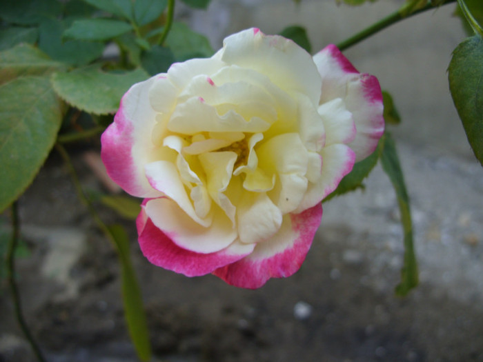 SDC14087 - 20 august