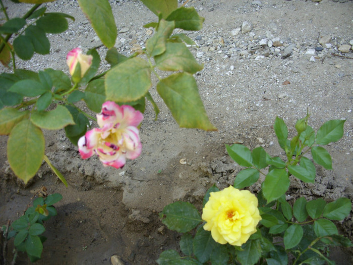 SDC14093 - 20 august