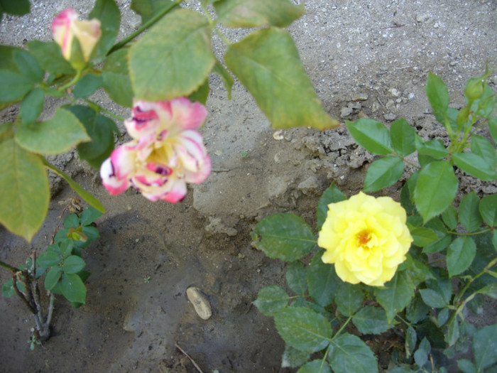 SDC14094 - 20 august
