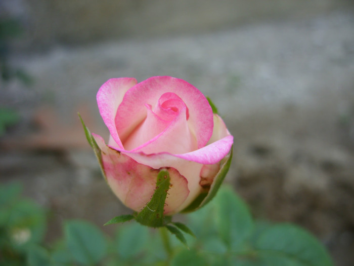 SDC14097 - 20 august