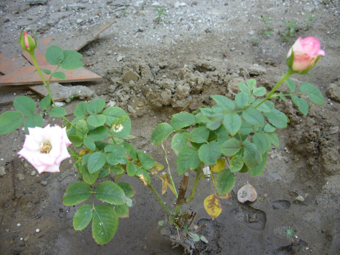 SDC14099 - 20 august