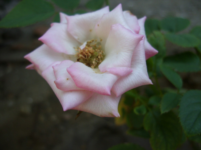 SDC14100 - 20 august