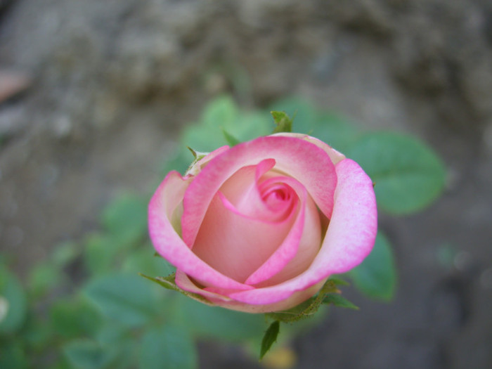 SDC14102 - 20 august