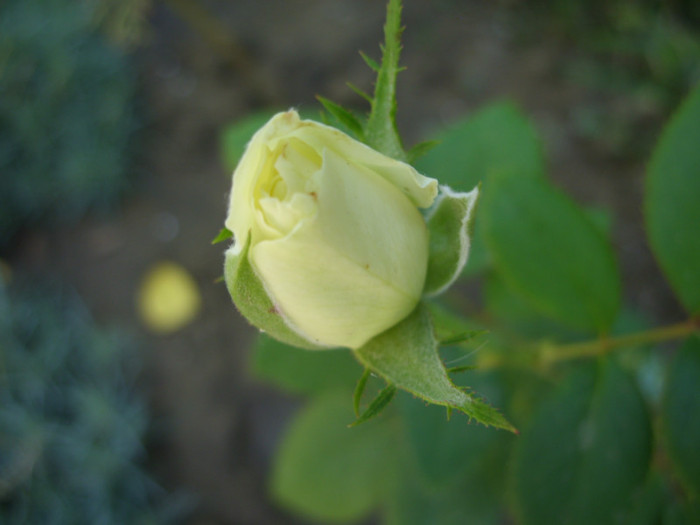 SDC14103 - 20 august