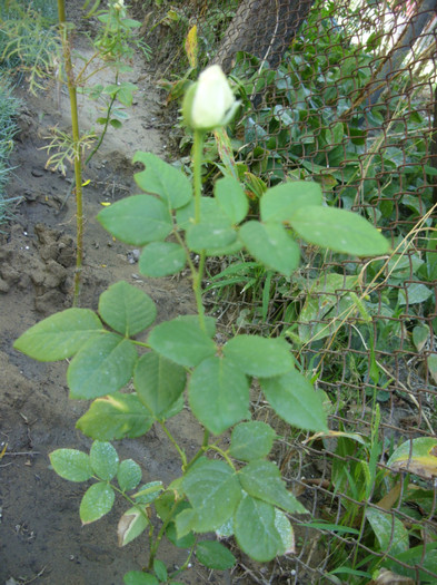 SDC14105 - 20 august