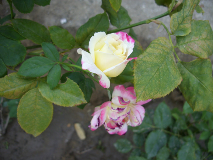 SDC14109 - 20 august