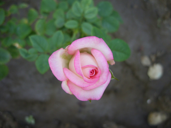 SDC14116 - 20 august