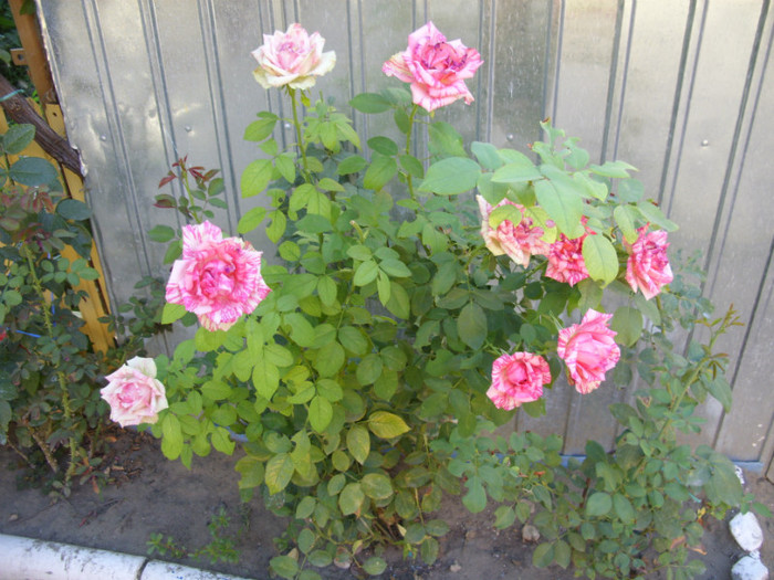 SDC14117 - 20 august