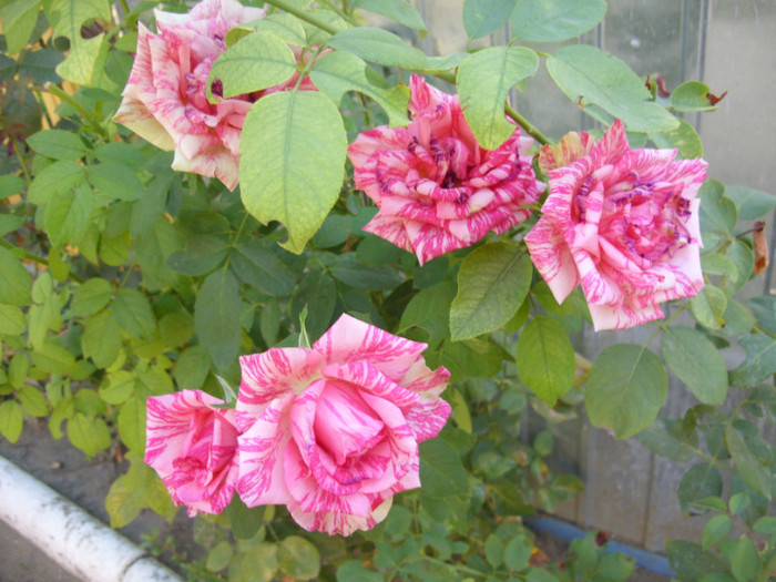 SDC14118 - 20 august