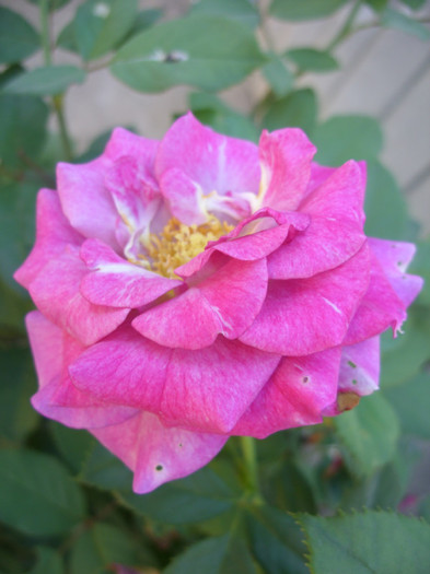 SDC14121 - 20 august