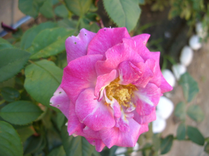 SDC14122 - 20 august