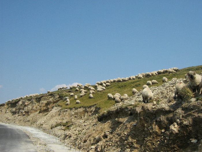 IMG_2896 - Concediu - Transalpina 2012