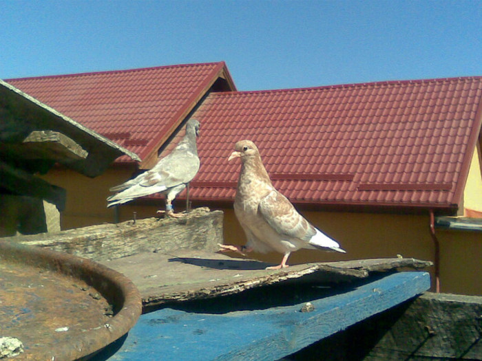 birmingahm,voiajor