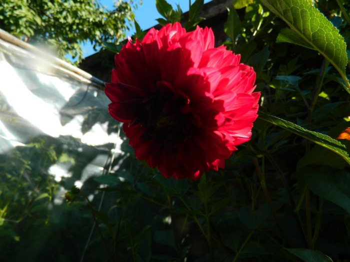 DSCN8835