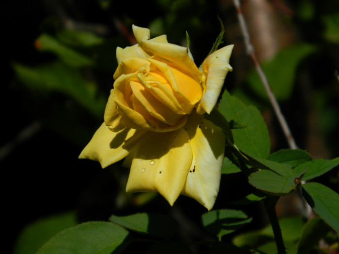DSCN8838