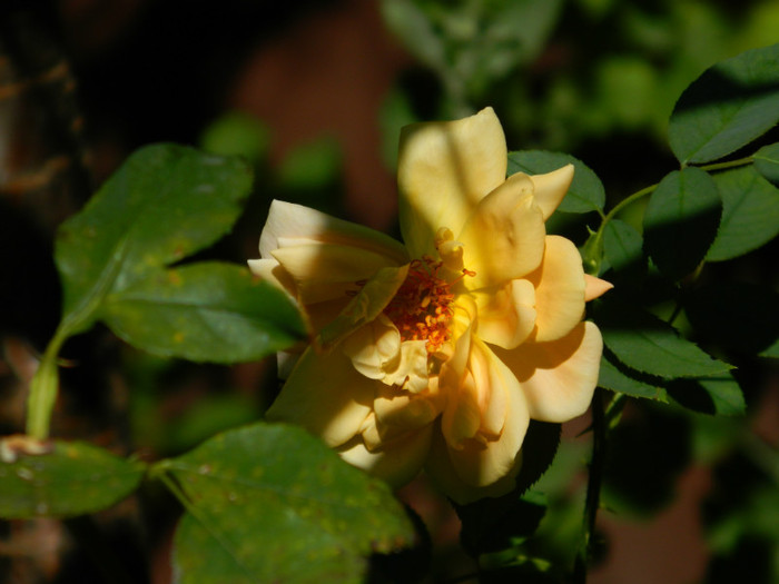 DSCN8839