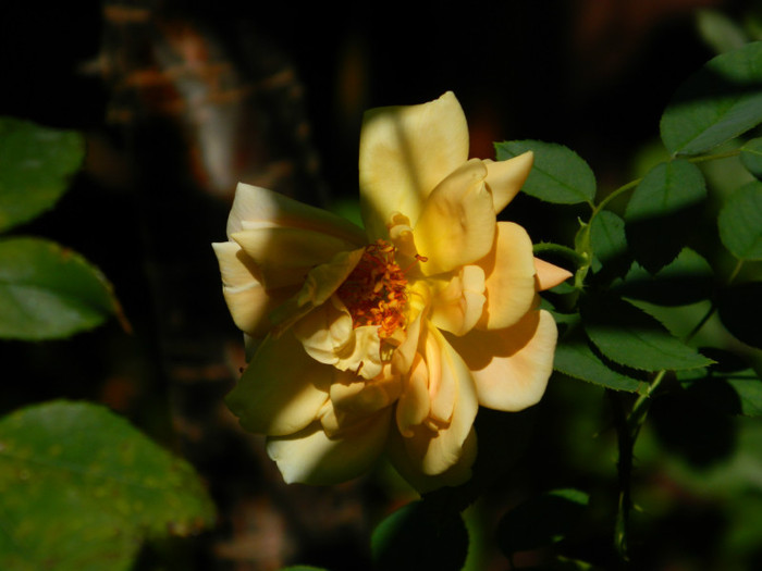 DSCN8840