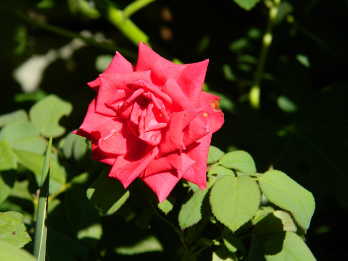 DSCN8841