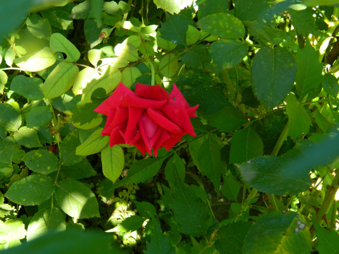 DSCN8842