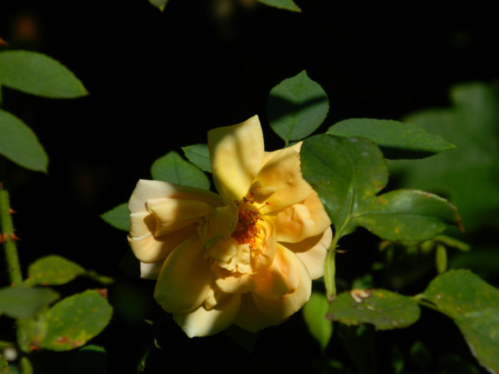 DSCN8845