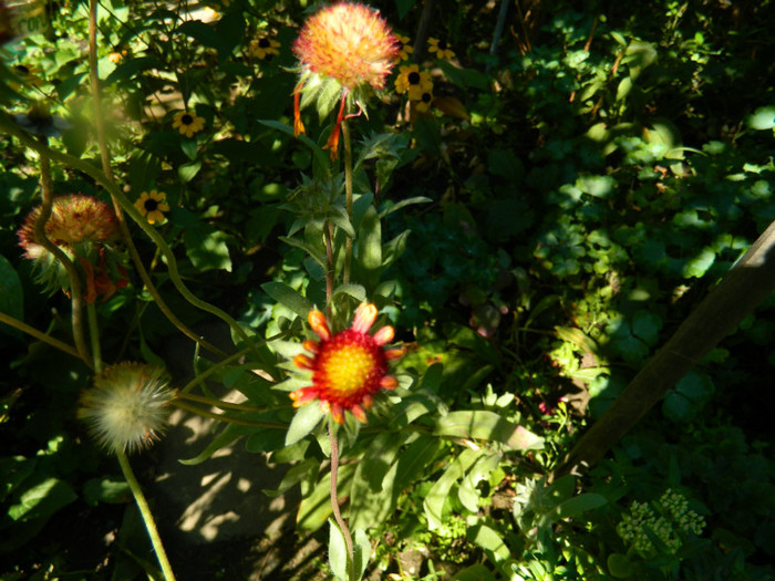 DSCN8849