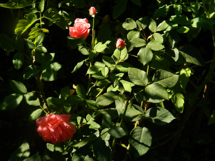 DSCN8850